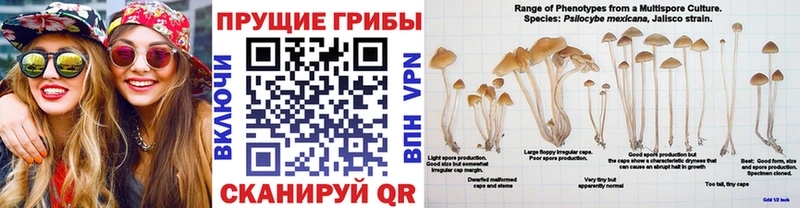 хочу наркоту  Плёс  Псилоцибиновые грибы MAGIC MUSHROOMS 